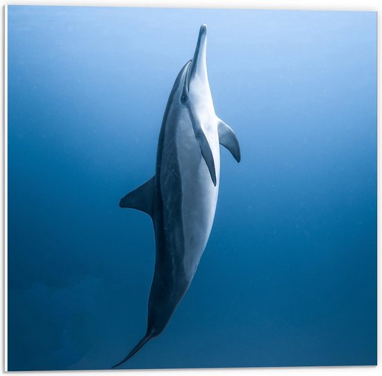Forex - Mooie Dolfijn in Helder Water - 50x50cm Foto op Forex