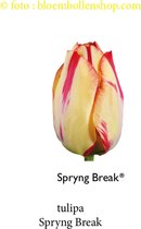 tulp Spryng Break  25 bollen maat 12/+ tulpen bloembollen
