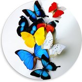 Forex Wandcirkel - Geel/Blauw/ode Vlinders op Witte Achtergrond - 50x50cm Foto op Wandcirkel (met ophangsysteem)