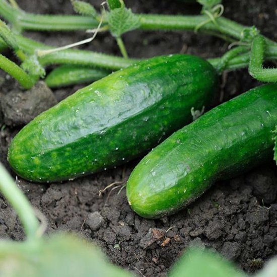 Twee groene komkommers met ribbels op de aarde, bij een plantentak.