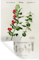 Muurstickers - Sticker Folie - Plant - Vintage - Botanica - 20x30 cm - Plakfolie - Muurstickers Kinderkamer - Zelfklevend Behang - Zelfklevend behangpapier - Stickerfolie