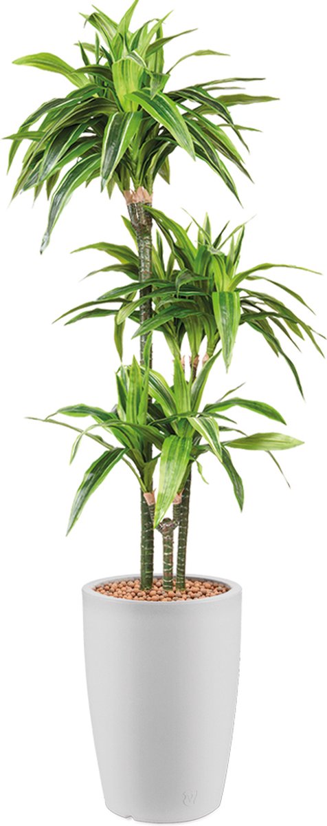 HTT Decorations Kunstplant Dracaena Lemon Lime in Genesis rond H150 cm Wit