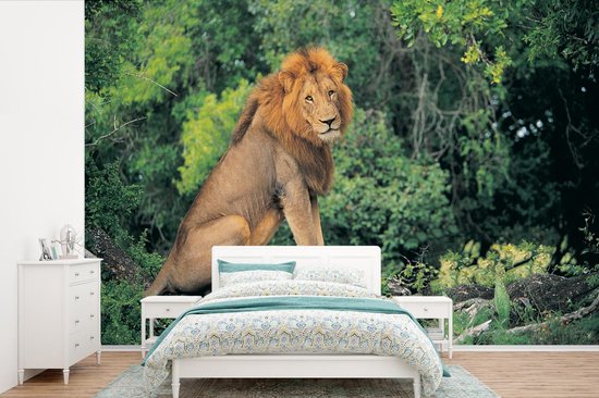 Fond d' écran - Papier peint photo - Lion se trouve sur une branche au milieu de la nature - Largeur 420 cm x hauteur 280 cm