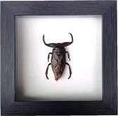 Apeirom Opgezette Giant Waterbug Lethocerus Indicus - decoratief - in 3D lijst - 16 cm x 16 cm - zwarte lijst