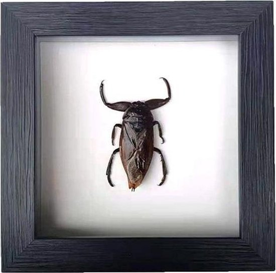 Apeirom Opgezette Giant Waterbug Lethocerus Indicus - decoratief - in 3D lijst - 16 cm x 16 cm - zwarte lijst
