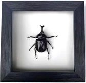 Apeirom Opgezette Japanse neushoornkever - decoratief - in 3D lijst - 16 cm x 16 cm - zwarte lijst