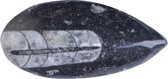orthoceras 6 x 4 cm steen naturel 3-delig
