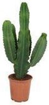 FloriaFor - Euphorbia Cactus - - ↨ 75cm - ⌀ 24cm