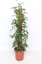 Kamerplant van Botanicly – Gatenplant – Hoogte: 110 cm – Monstera