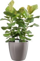 Hellogreen Kamerplant - Ficus benghalensis - Sunshine - 100 cm - ELHO sierpot Diamond oyster