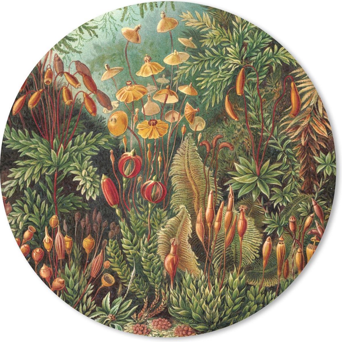 Muismat rond 50x50 cm - Mousepad Muscinae - Ernst Haeckel - Oude Meesters - Ronde muismatten