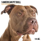 American Pit Bull - Kalender 2022