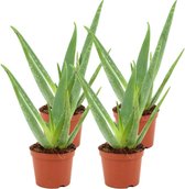 ZynesFlora - Aloë Vera - 4 Stuks - Ø 12 cm - ↕ Hoogte: 40 - 45 cm – Kamerplant – Aloë – Succulent – Vetplant