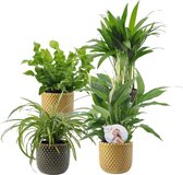 4x Luchtzuiverende planten - Mix 'Frisse Lucht' Incl. sierpotten