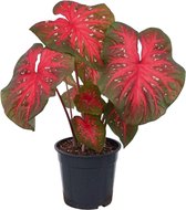 XL Caladium Red Flash zonder pot ↕70cm - Kamerplant