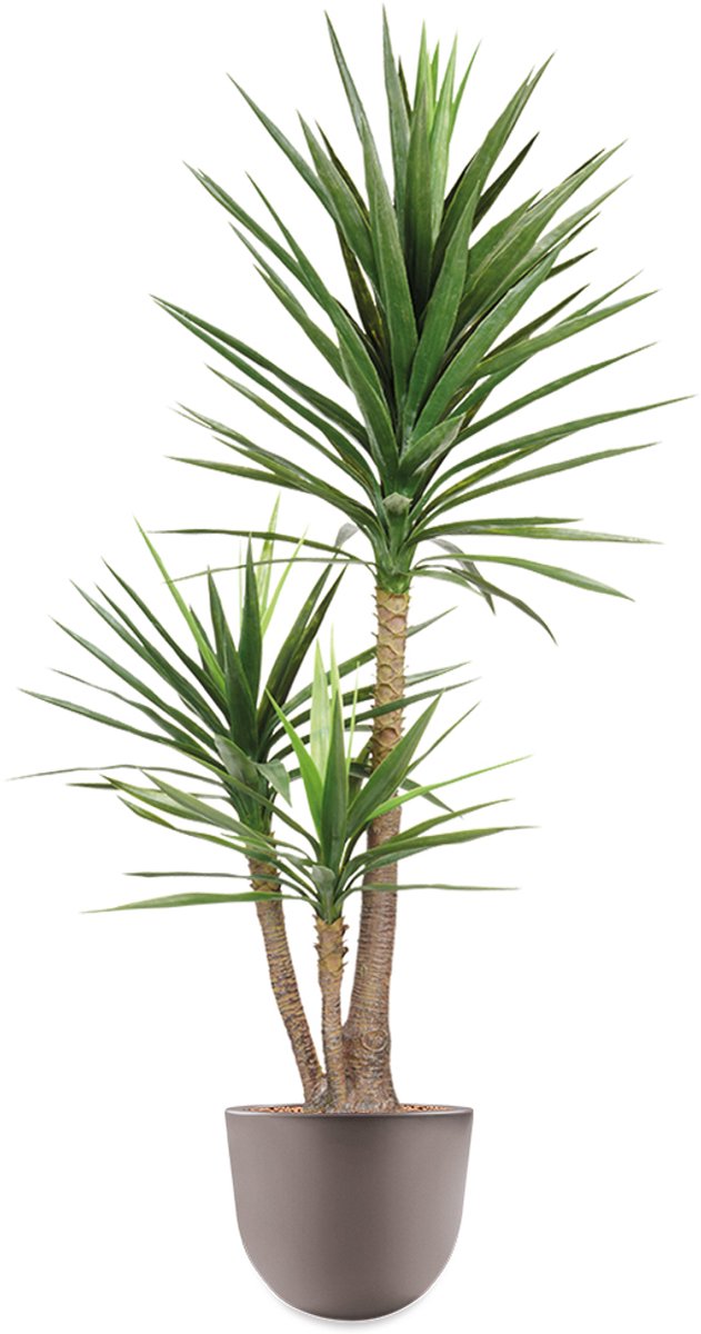 HTT - Kunstplant Yucca in Eggy taupe H175 cm