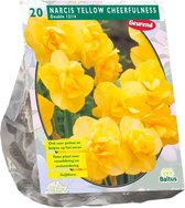 Plantenwinkel Narcissus Yellow Cheerfulness bloembollen per 20 stuks