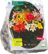 Baltus Lelie Lilium Mix bloembollen per 5 stuks