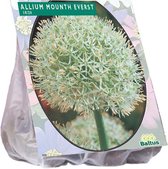 Plantenwinkel Allium Mount Everest bloembollen per 3 stuks