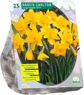 Plantenwinkel Narcissus Carlton bloembollen per 25 stuks
