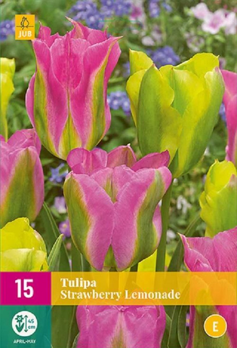 Jub Holland - bloembollen - Tulpen Strawberry Lemonade - maat 11/12 - 15 stuks