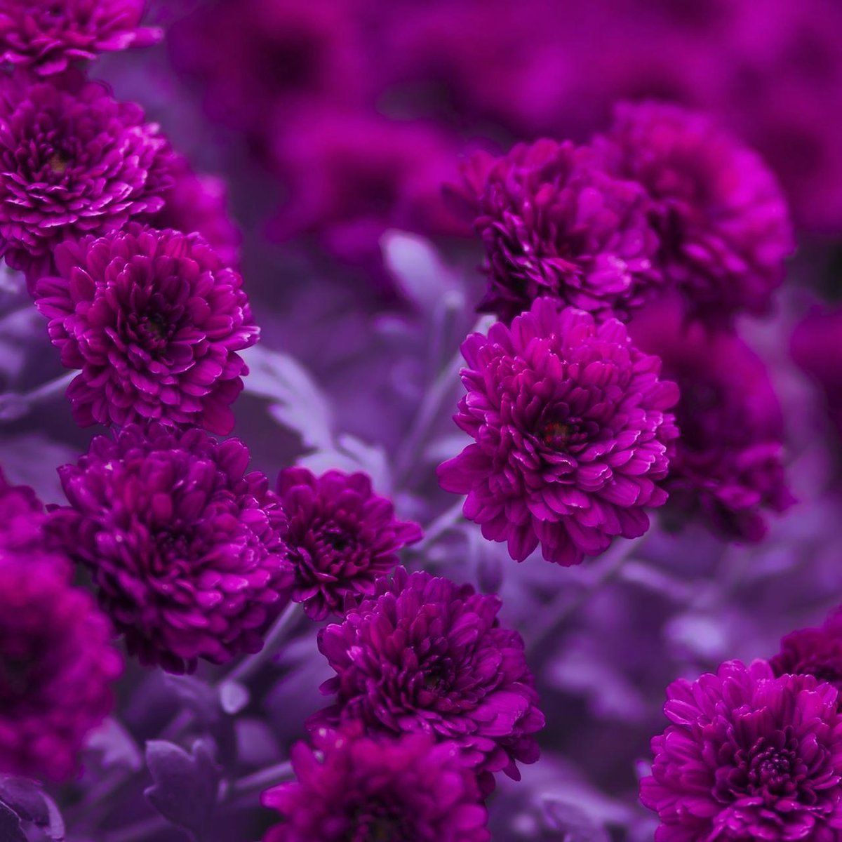 P+D Lunch servetten - Fuchia Flowers