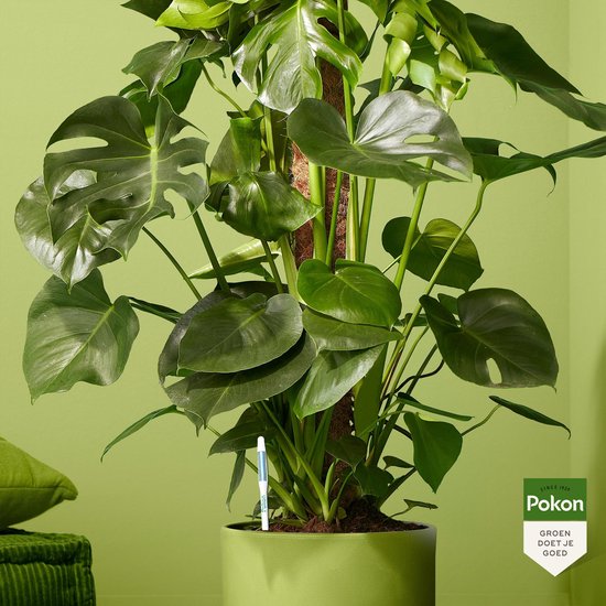 Witte Pokon watermeter in de aarde van een grote Monstera plant met glanzende groene bladeren.
