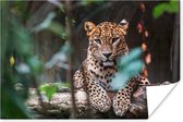 Affiche Panthère - Jungle - Animaux - 180x120 cm XXL