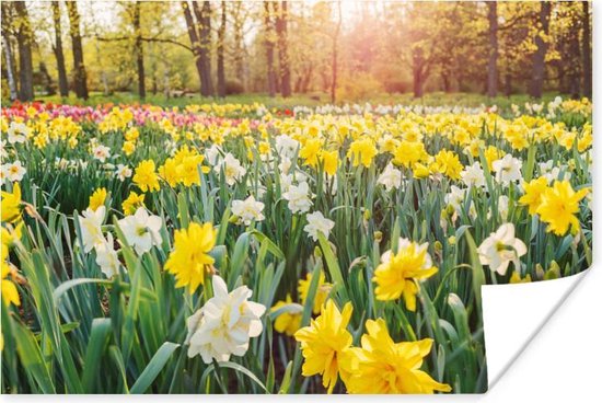 Poster Narcis - Kleuren - Lente