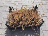 Sedum Reflexum (tray) - Sedumpluggen voor groen dak