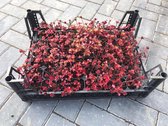 Sedum Spurium (tray) - Sedumpluggen voor groen dak