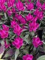 Celosia Deep Purple - Hanekam - Tuinplant - balkon - terras - kamerplant - 3 stuks - potmaat Ø12cm - H38-45 cm