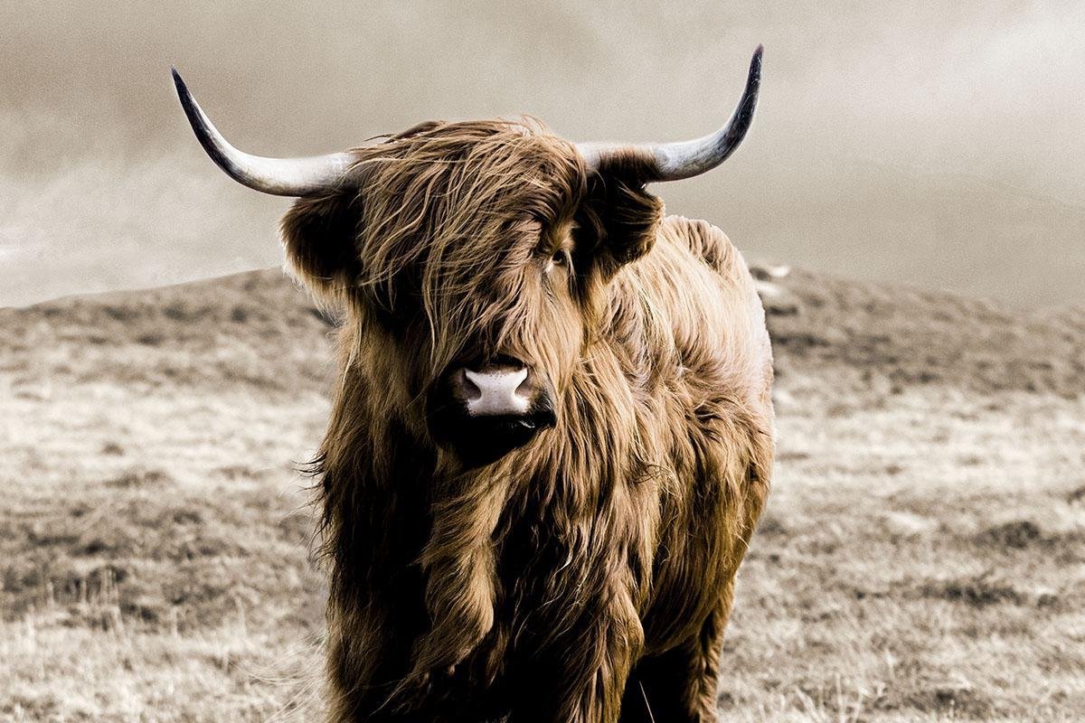 Glasschilderij Dieren - Schotse Hooglander-De Buffel / Stier - Bruin - 80x120cm - Wanddecoratie Dieren