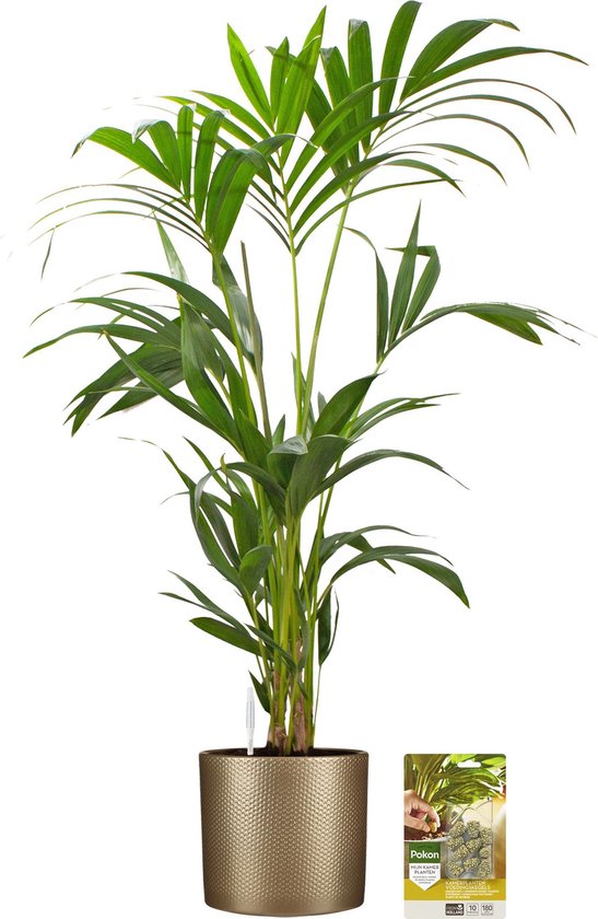 Pokon Powerplanten Kentia Palm 110 cm ↕ - Kamerplanten - in Pot (Mica Era, Goud) - Howea Forsteriana - met Plantenvoeding / Vochtmeter