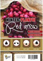 Plantuien voor de Moestuin - Uien Red Arrow 500 Gram