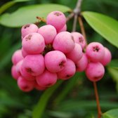 Blauwe bes / bosbes – Pink berry – in 2 liter pot
