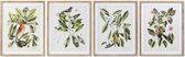 Schilderij DKD Home Decor Bird Vogels (4 pcs) (55 x 2.5 x 70 cm)
