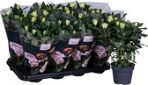 Bloem van Botanicly – Rosa Patio Hit – Hoogte: 36 cm