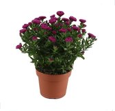 Bloem van Botanicly – Aster Showmaker Magenta – Hoogte: 25 cm