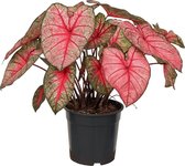 XL Caladium Party Punch ↕70cm - Kamerplant