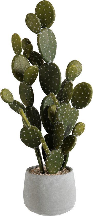 Dulaire Grote Nep Cactus