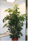 Ficus Danielle XL | Kamerplant | Pot Ø 27 | Hoogte 140CM