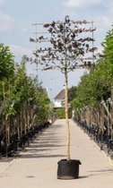 Rode beuk als leiboom Fagus syl. Atropunicea h 340 cm st. omtrek 16...