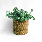 Sedum Burrito met mandje! (Kamerplant, Makkelijk, Vetplant, Urban Jungle, Boho, Chic)