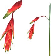 PTMD Garden bloem orange heliconia rostrata stem l