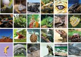 Reptielen memory - Reptielen soorten - Memory spel - 70 stuks
