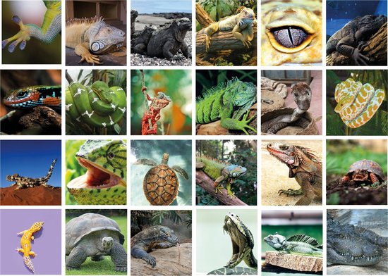viering Ophef Octrooi Reptielen memory - Reptielen soorten - Memory spel - 70 stuks | Games |  bol.com