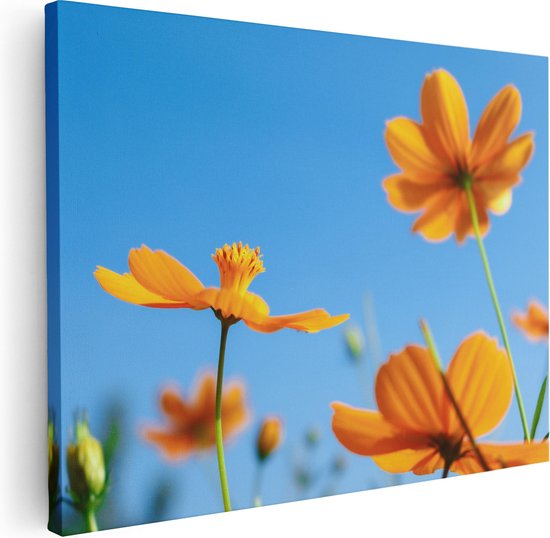 Artaza Canvas Schilderij Oranje Cosmea Bloemen - 80x60 - Foto Op Canvas - Canvas Print