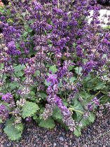 6 x Salvia Verticillata 'Purple Rain' - Kranssalie pot 9x9cm