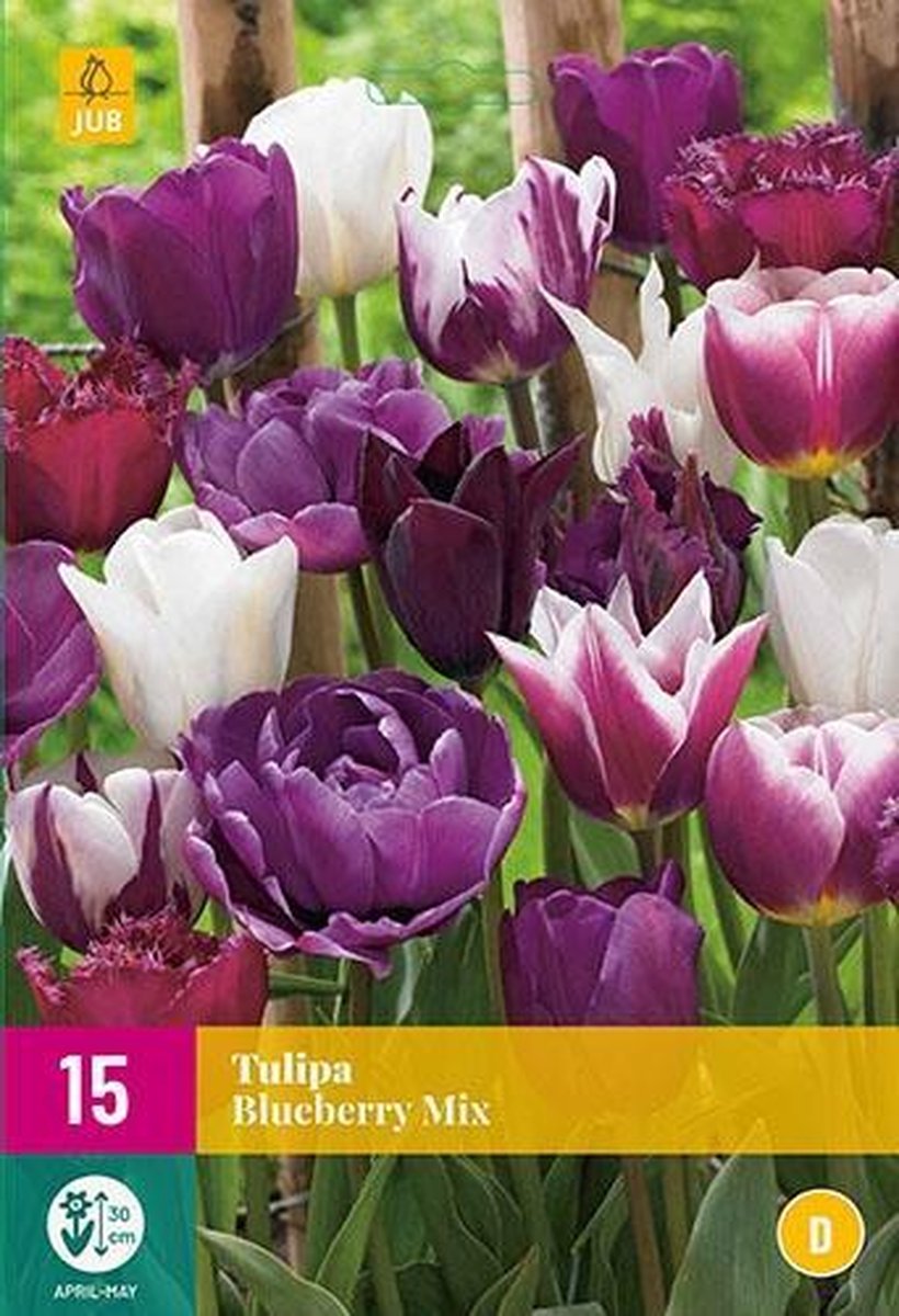 Jub Holland - bloembollen - Tulpen Blueberry Mix - maat 11/12 - 15 stuks